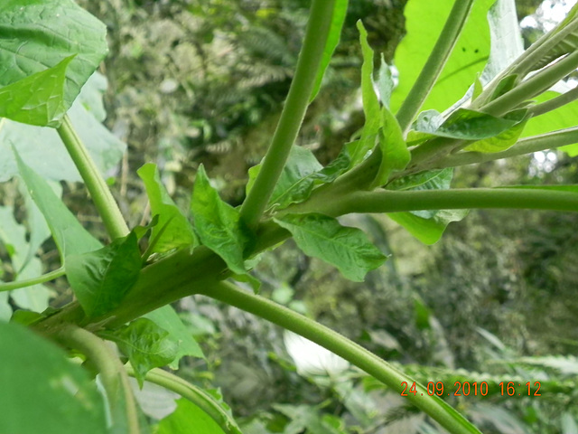 Araceae