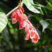 Begonia (2)