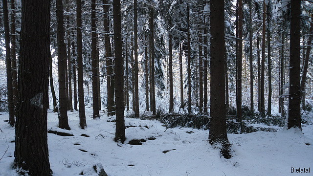 Bielatal im Schnee