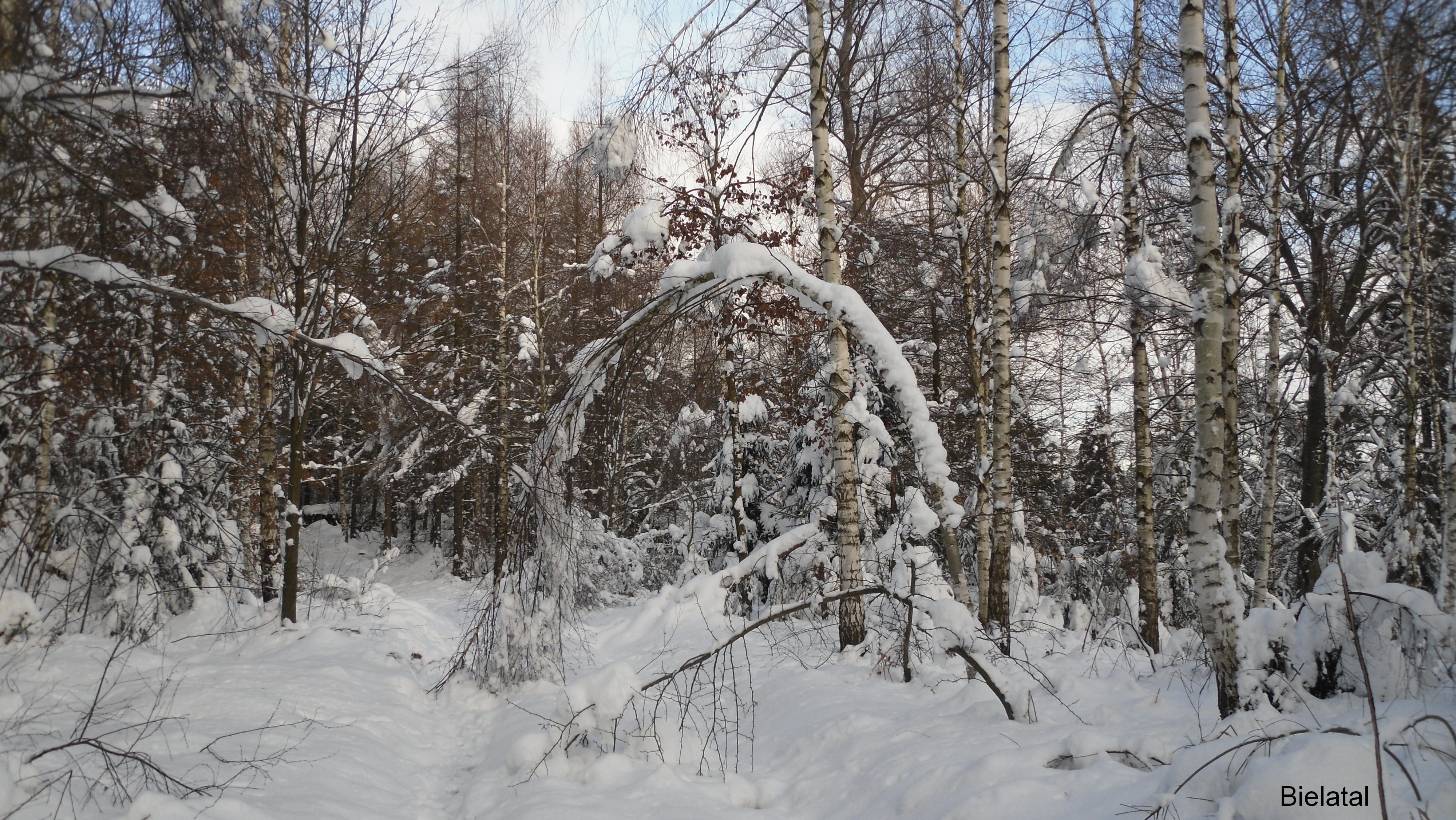 Bielatal im Schnee