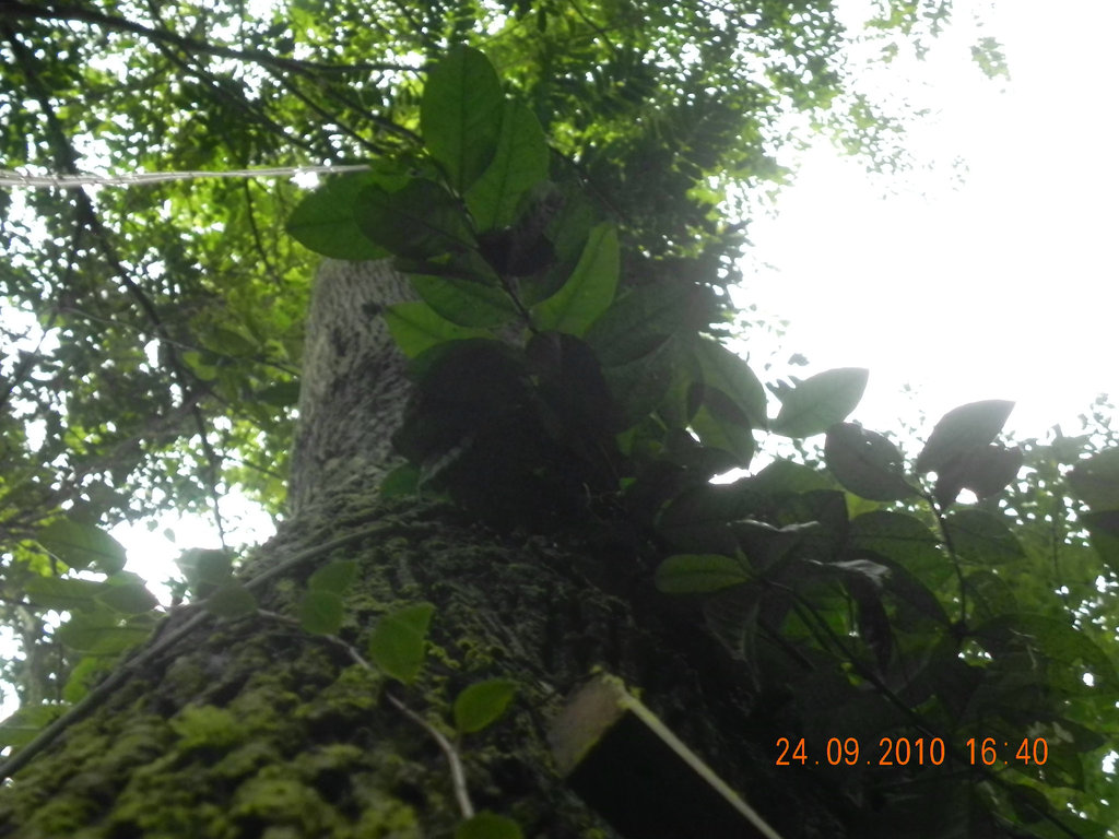 Cordia trichotoma