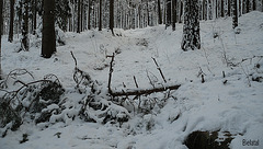 Bielatal im Schnee