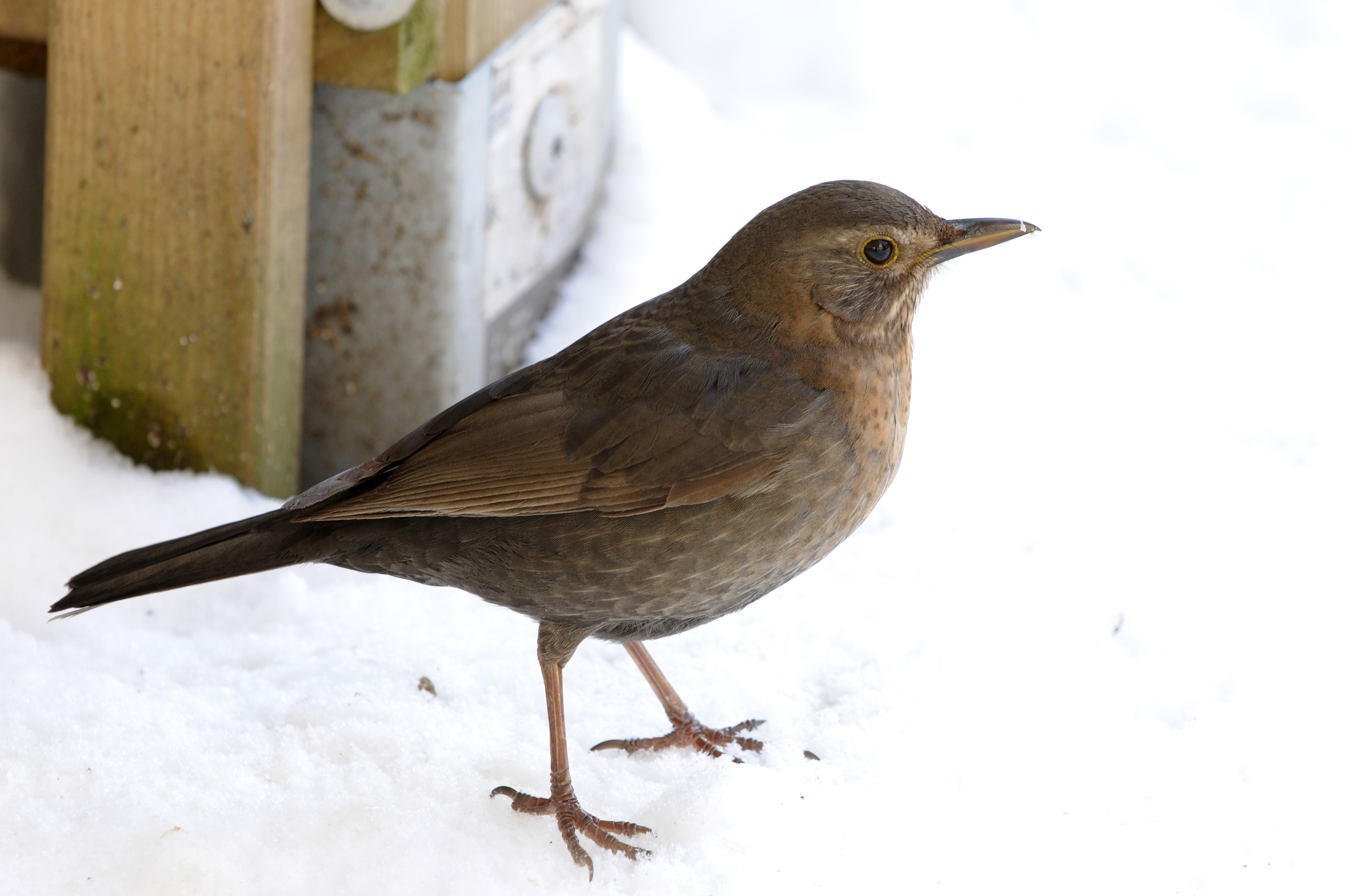 Amsel im Schnee