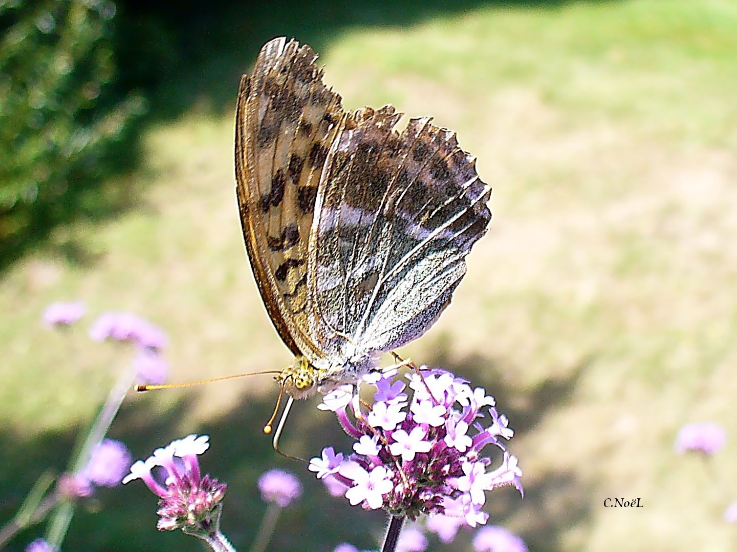 'Tit papillon!