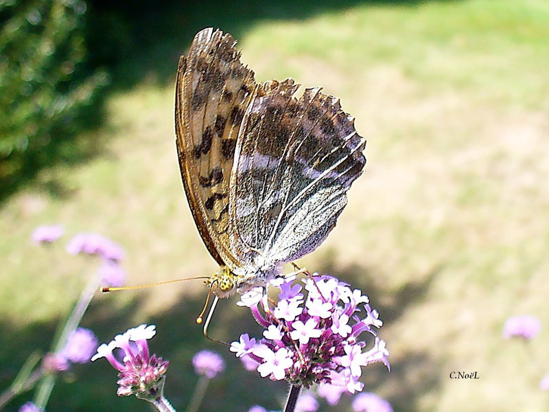 'Tit papillon!