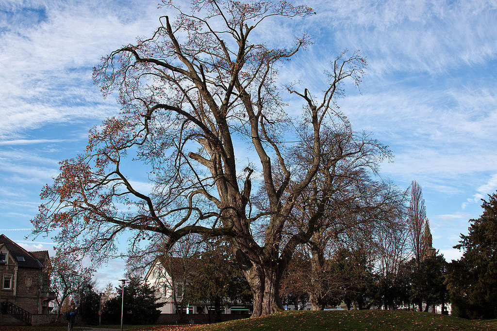 20121125 1711RAw Eiche