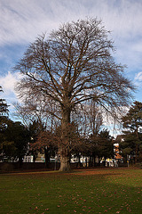 20121125 1740RWw Baum