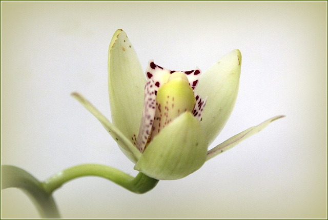 Orchidée1