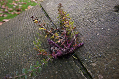 20121125 1747RWw [D~LIP] Mauerblümchen, Bad Salzuflen-Schötmar