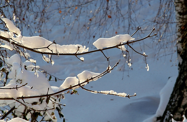 Oripeaux de neige sous le soleil