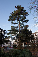 20121125 1751RWw Baum