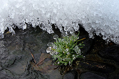 Concrétions de glace (7)