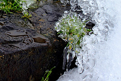 Concrétions de glace