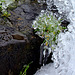 Concrétions de glace