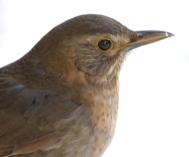 Amsel im Schnee