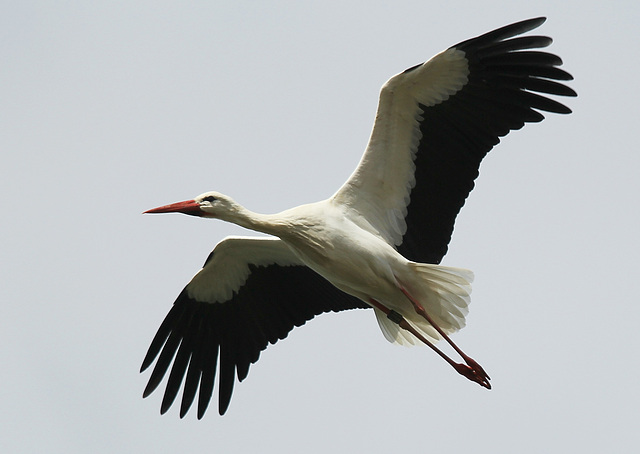 Storch