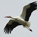 Storch