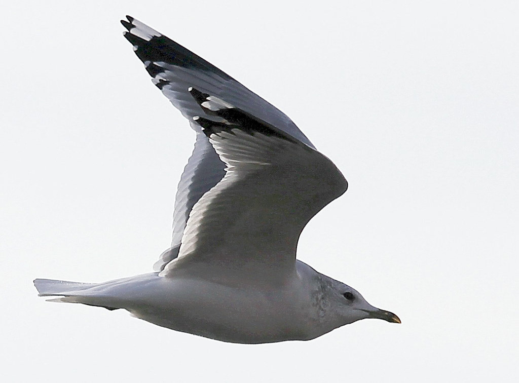 Möwe im Flug