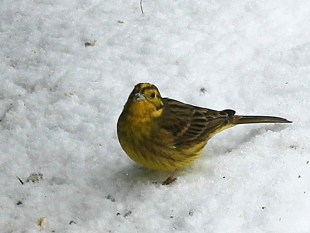 Goldammer bei der Futtersuche
