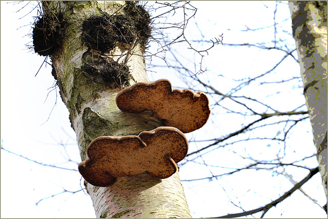 Polypores