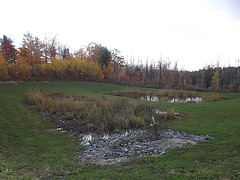 Étangs douaniers /  Customs ponds - October 20th 2012.