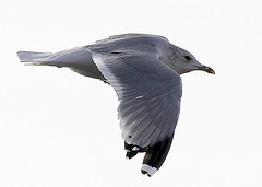 Möwe im Flug