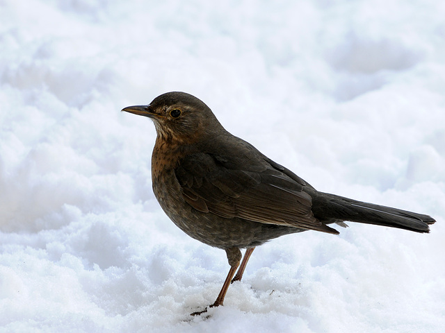 Amsel im Schnee