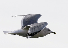 Möwe im Flug