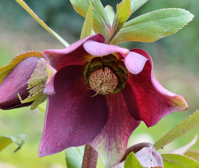 Hellebore 3-1 122redim