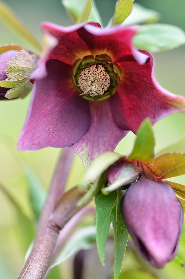 Hellebore 3 119redim