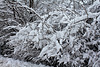 Guenilles de neige