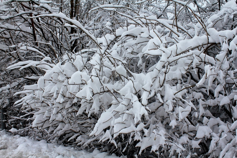 Guenilles de neige