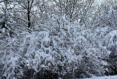 Arbuste en guenilles de neige