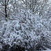 Arbuste en guenilles de neige