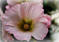 merveilleux week end à tous et toutes merveilleux week end à tous et toutes