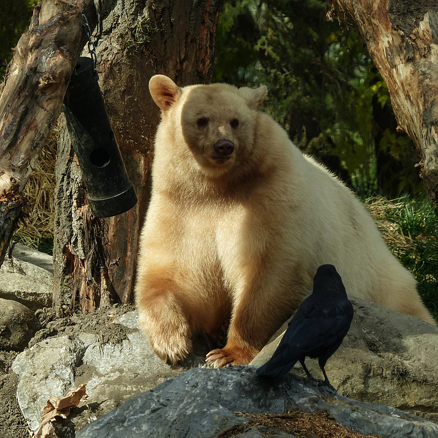 White Black Bear