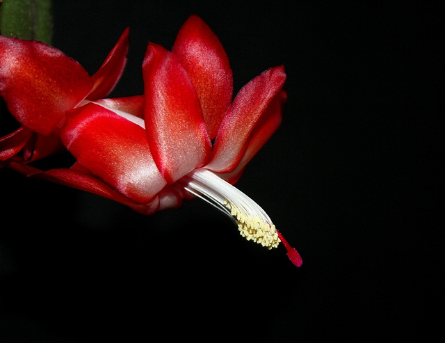 en rouge et noir