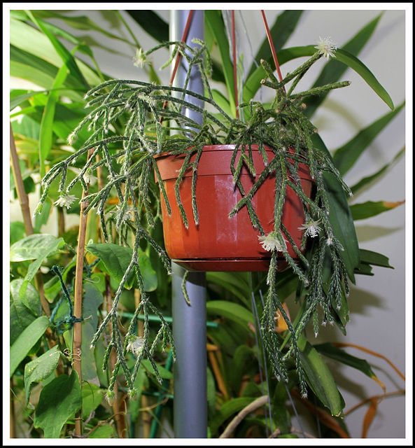 Rhipsalis pilocarpa -début de floraison