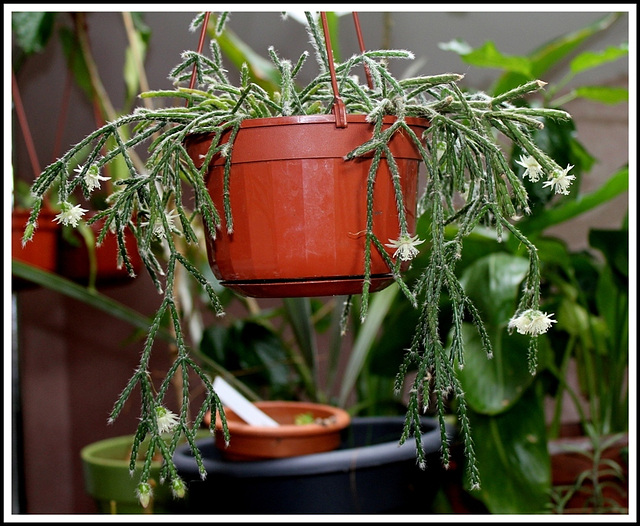 Rhipsalis pilocarpa -début de floraison