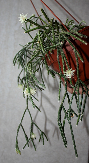 Rhipsalis pilocarpa -début de floraison