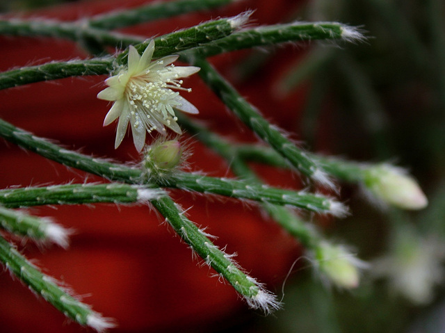 Rhipsalis pilocarpa -début de floraison