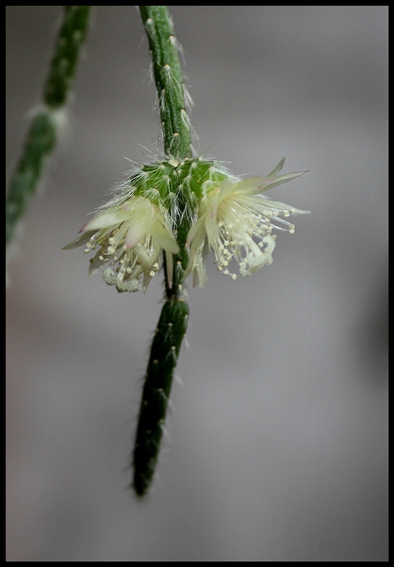 Rhipsalis pilocarpa -début de floraison