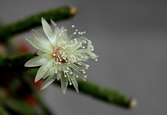 Rhipsalis pilocarpa -début de floraison