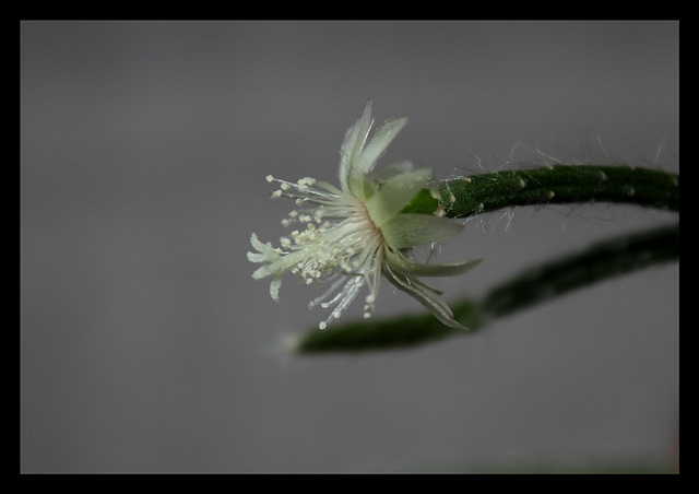 Rhipsalis pilocarpa -début de floraison