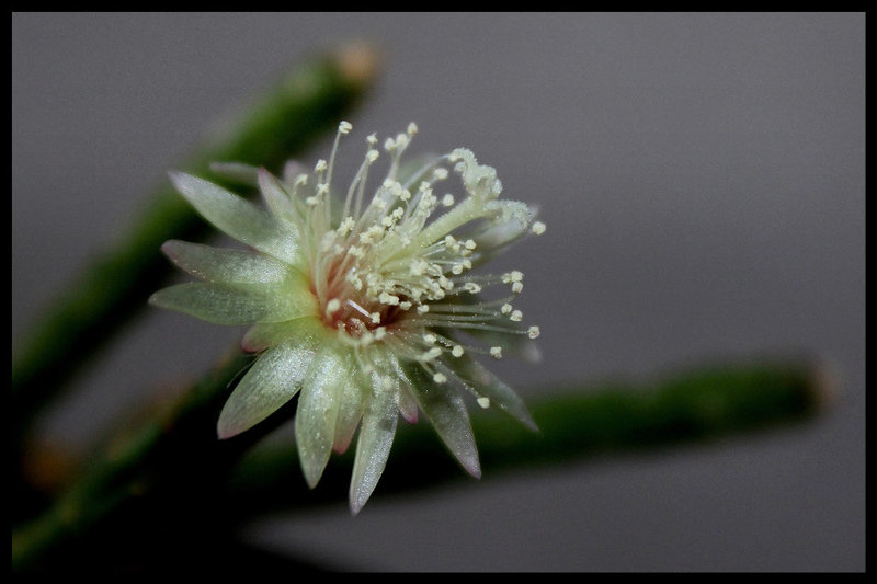 Rhipsalis pilocarpa -début de floraison