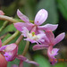 Epidendrum (2)