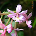 Epidendrum