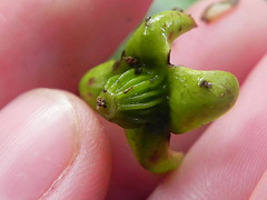 Eugenia multicostata-detalhe ovário
