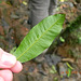 Folha do aguaí-Chrysophyllum viride