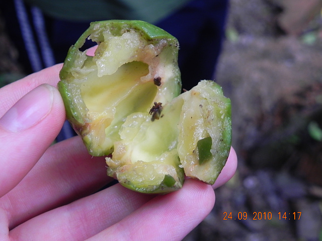 Fruto de aguaí